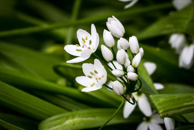 Close-up of white flower