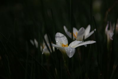 Close-up of white iris