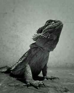 Close-up of a bearded dragon on wood