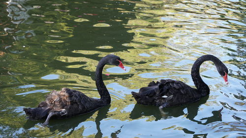 Black swan swimming in lake