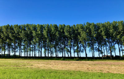 Trees on field against clear blue sky