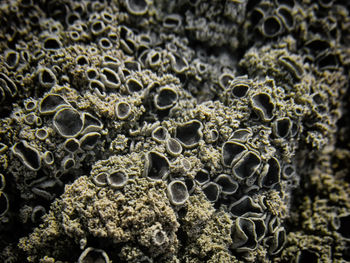 Full frame shot of pattern