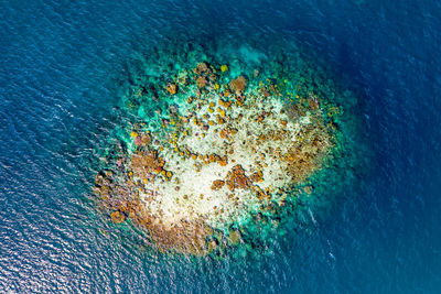 High angle view of coral in sea