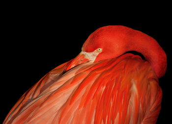 Close-up of red bird against black background