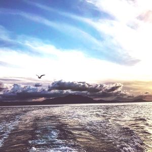 Bird flying over sea against sky