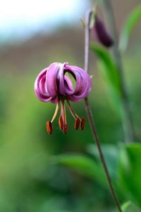 Close-up of pink flowers