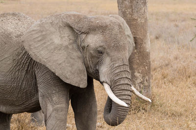 Elephant in a field