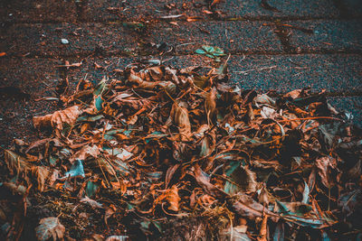 Close-up of dry maple leaves