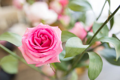 Close-up of pink rose