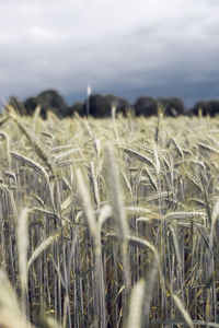 View of stalks in field against cloudy sky