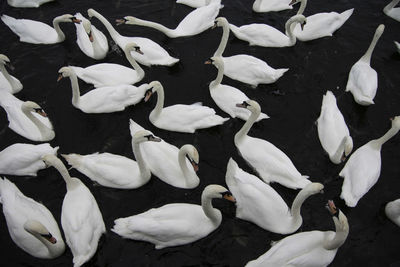 High angle view of swans swimming on lake