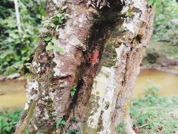 Close-up of moss growing on tree trunk