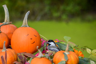 Black-headed chickadee on pumpkins in autumn