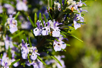 Close-up of purple flowering plant