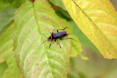 Close-up of insect on leaf