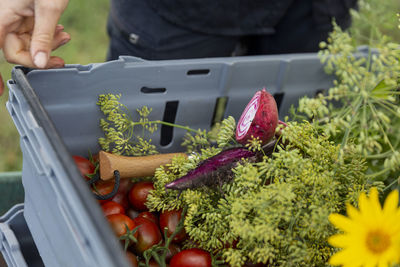 Home grown vegetables in plastic container