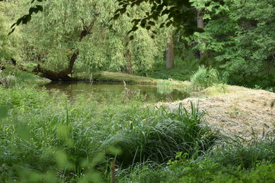 Scenic view of lake in forest