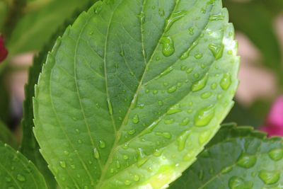 Close-up of water drops on leaf