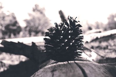 Close-up of plant against blurred background