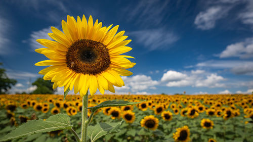 Close-up of sunflower