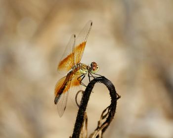 Macro shot of dragonfly on stem