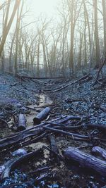 Bare trees in water