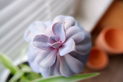 Close-up of purple flowering plant