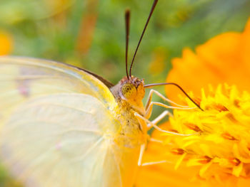 Close-up of insect on flower