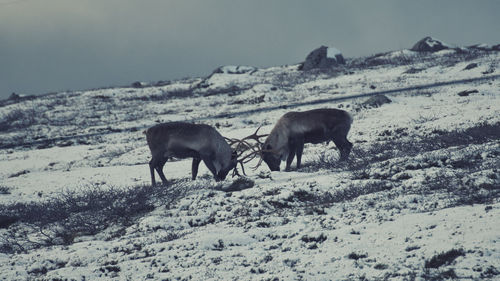 Two reindeer fighting in norway on a snow field