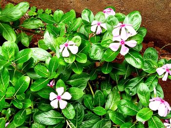 High angle view of various flowers blooming outdoors