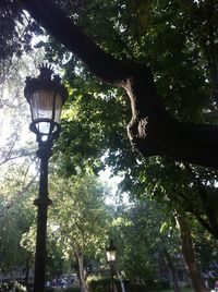 Low angle view of trees against sky