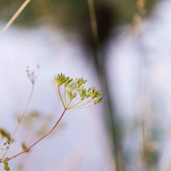 Close-up of flowering plant