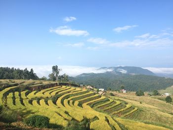 Scenic view of agricultural field against sky