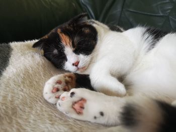 Cat sleeping on bed