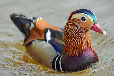 Close-up of duck swimming in water