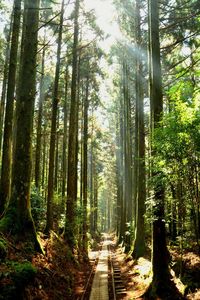 Dirt road amidst trees in forest
