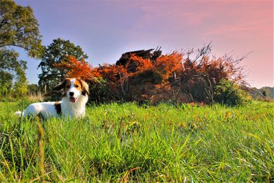 View of dog on field against sky