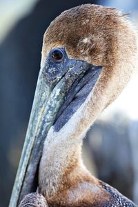 Close-up of bird