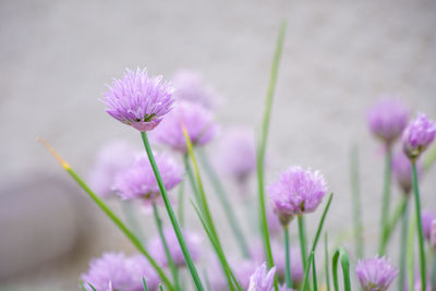 Close-up of purple crocus blooming on field