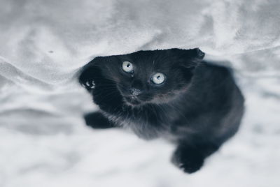 Close-up portrait of cat