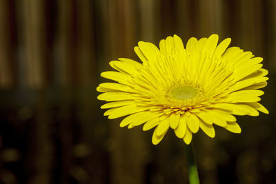 Close-up of yellow flowering plant