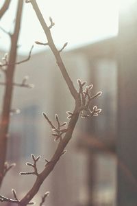 Close-up of plant