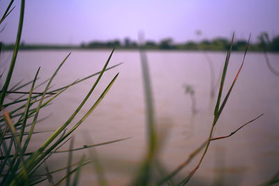 Close-up of grass on field by lake against sky