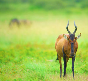 Portrait of horse on field