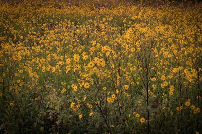 Full frame shot of yellow flowering plants on field