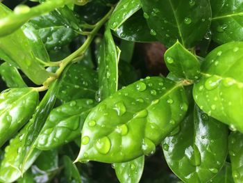 Close-up of water drops on leaf