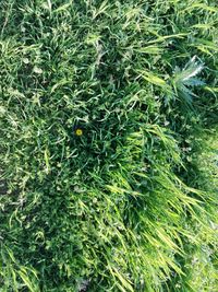 High angle view of plants growing on field