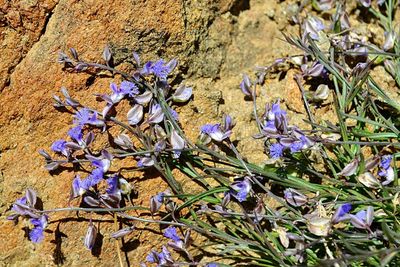 Close-up of flowers on tree