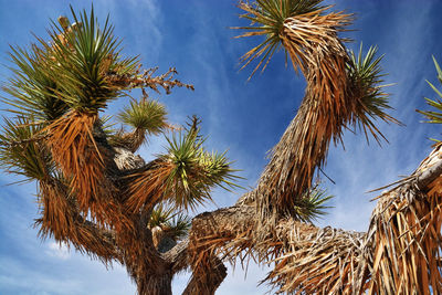 Low angle view of palm trees against sky