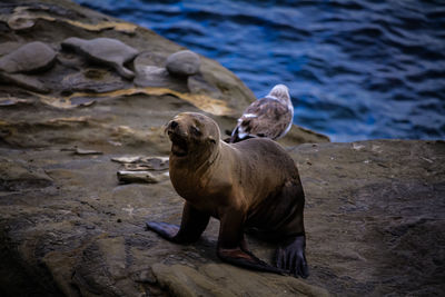 Elephant on rock at sea shore
